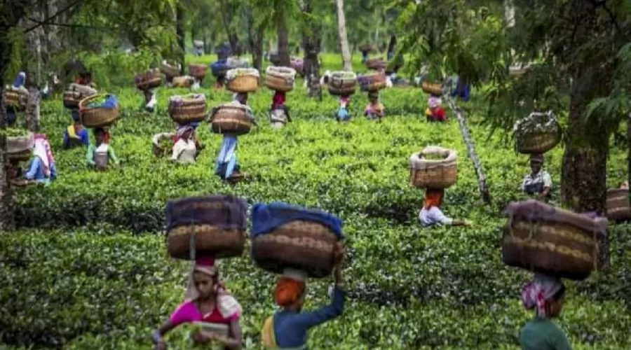 Экспорт чая: Индия
